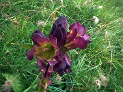 77 Genziana purpurea (Gentiana purpurea) 